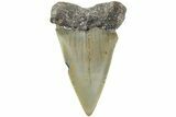 Fossil Broad-Toothed Mako Shark Tooth - North Carolina #235201-1
